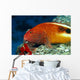 Hawaii, Close-Up Side View Of Blackside Hawkfish, Resting On Reef Wall Mural
