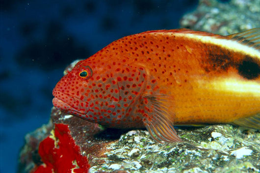 Hawaii, Close-Up Side View Of Blackside Hawkfish, Resting On Reef Wall Mural