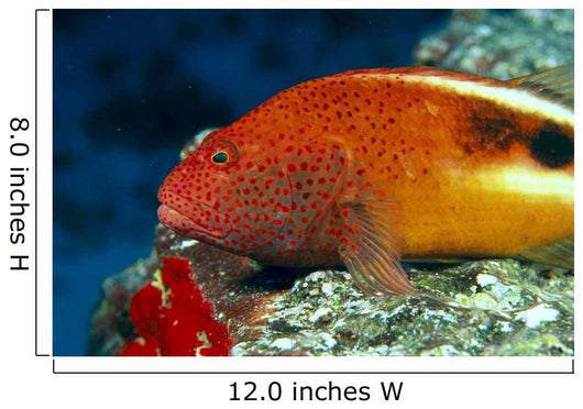 Hawaii, Close-Up Side View Of Blackside Hawkfish, Resting On Reef Wall Mural