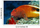 Hawaii, Close-Up Side View Of Blackside Hawkfish, Resting On Reef Wall Mural