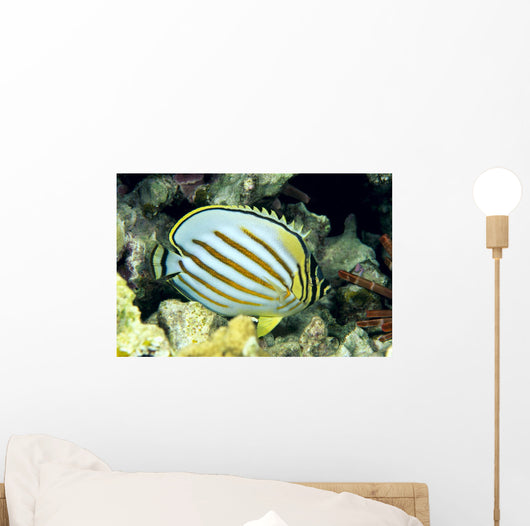 Hawaii, Side Back View Of Orange Striped Ornate Butterflyfish Wall Mural