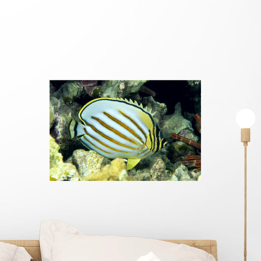 Hawaii, Side Back View Of Orange Striped Ornate Butterflyfish Wall Mural