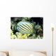 Hawaii, Side Back View Of Orange Striped Ornate Butterflyfish Wall Mural