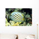 Hawaii, Side Back View Of Orange Striped Ornate Butterflyfish Wall Mural