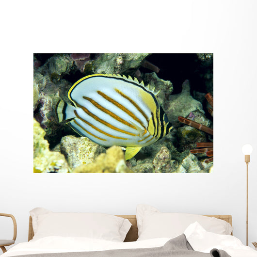 Hawaii, Side Back View Of Orange Striped Ornate Butterflyfish Wall Mural