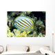 Hawaii, Side Back View Of Orange Striped Ornate Butterflyfish Wall Mural