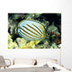Hawaii, Side Back View Of Orange Striped Ornate Butterflyfish Wall Mural