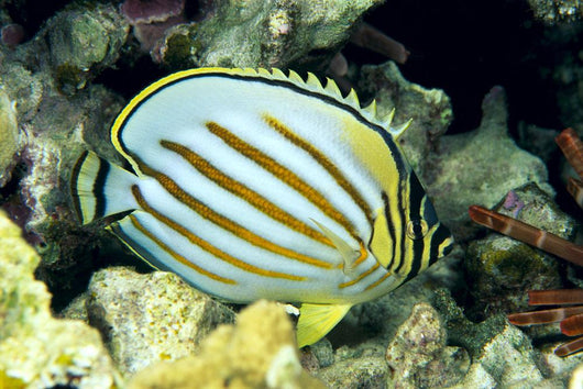 Hawaii, Side Back View Of Orange Striped Ornate Butterflyfish Wall Mural