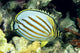 Hawaii, Side Back View Of Orange Striped Ornate Butterflyfish Wall Mural