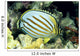 Hawaii, Side Back View Of Orange Striped Ornate Butterflyfish Wall Mural