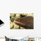 Very Close-Up Image Of The Side Of A Whitemouth Moral Eel's Mouth Wall Mural
