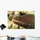 Very Close-Up Image Of The Side Of A Whitemouth Moral Eel's Mouth Wall Mural