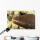 Very Close-Up Image Of The Side Of A Whitemouth Moral Eel's Mouth Wall Mural
