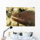 Very Close-Up Image Of The Side Of A Whitemouth Moral Eel's Mouth Wall Mural