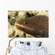 Very Close-Up Image Of The Side Of A Whitemouth Moral Eel's Mouth Wall Mural