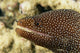 Very Close-Up Image Of The Side Of A Whitemouth Moral Eel's Mouth Wall Mural