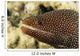 Very Close-Up Image Of The Side Of A Whitemouth Moral Eel's Mouth Wall Mural