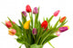 Dutch tulips in glass vase over white background Wall Mural