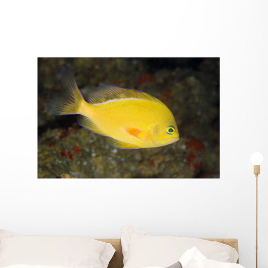 Hawaii, Lanai, Pseudanthias Fuscipinnis Close-Up Side View Wall Mural