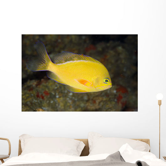 Hawaii, Lanai, Pseudanthias Fuscipinnis Close-Up Side View Wall Mural