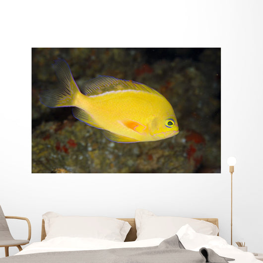 Hawaii, Lanai, Pseudanthias Fuscipinnis Close-Up Side View Wall Mural