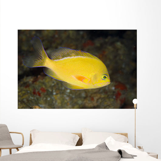 Hawaii, Lanai, Pseudanthias Fuscipinnis Close-Up Side View Wall Mural