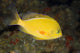 Hawaii, Lanai, Pseudanthias Fuscipinnis Close-Up Side View Wall Mural