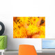 Hawaii, Yellow Soft Coral, Cup Coral, Close-Up Detail Wall Mural