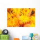 Hawaii, Yellow Soft Coral, Cup Coral, Close-Up Detail Wall Mural