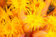 Hawaii, Yellow Soft Coral, Cup Coral, Close-Up Detail Wall Mural