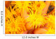 Hawaii, Yellow Soft Coral, Cup Coral, Close-Up Detail Wall Mural