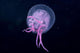 Hawaii, Pink Jellyfish Close-Up In Black Ocean Background Wall Mural