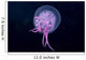 Hawaii, Pink Jellyfish Close-Up In Black Ocean Background Wall Mural