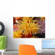 Hawaii, Stony Cup Coral Close-Up Detail Wall Mural