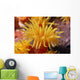 Hawaii, Stony Cup Coral Close-Up Detail Wall Mural