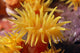 Hawaii, Stony Cup Coral Close-Up Detail Wall Mural