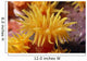 Hawaii, Stony Cup Coral Close-Up Detail Wall Mural