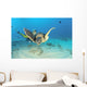 Hawaii, Diver And Green Sea Turtle Swims Over Bottom Wall Mural