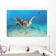 Hawaii, Diver And Green Sea Turtle Swims Over Bottom Wall Mural