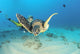 Hawaii, Diver And Green Sea Turtle Swims Over Bottom Wall Mural