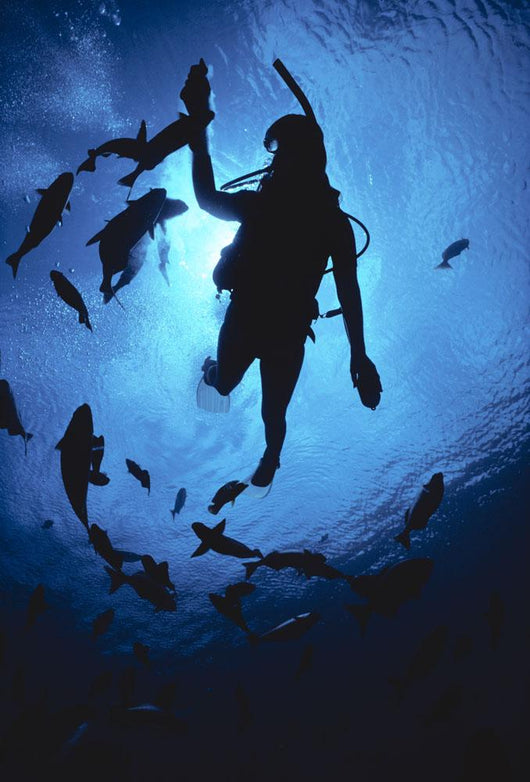 Hawaii, Silhouetted Diver And Reef Fish, View From Below, Sunburst Wall Mural