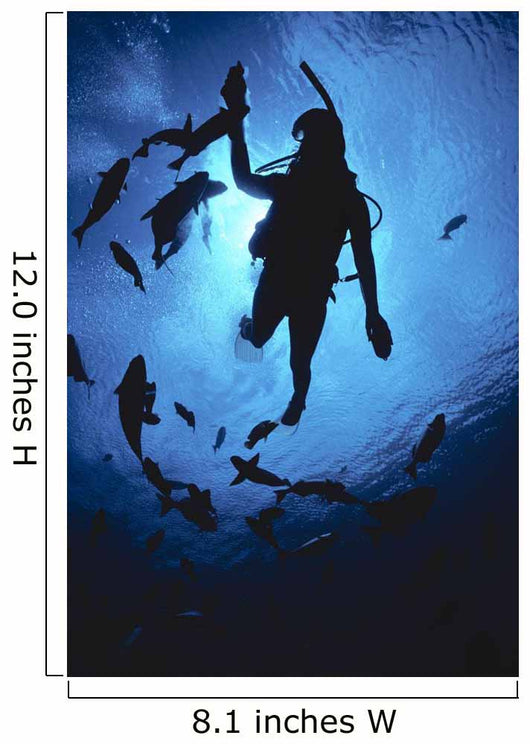 Hawaii, Silhouetted Diver And Reef Fish, View From Below, Sunburst Wall Mural