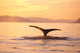 Alaska, Frederick Sound, Humpback Whale Fluke At Sunset Wall Mural