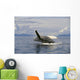 Alaska, Frederick Sound, Humpback Whale Breaching Wall Mural