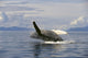 Alaska, Frederick Sound, Humpback Whale Breaching Wall Mural