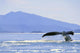 Alaska, North Pass, Humpback Whale Flukes Wall Mural
