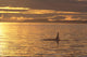 Canada, Vancouver Island, Killer Whale At Sunset Wall Mural