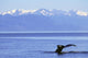 Humpback Whale Fluke With Snowcapped Mountains Background Wall Mural
