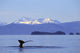 Alaska, Frederick Sound, Humpback Whale Fluke Wall Mural