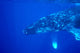 Hawaii, Close-Up Side View Of Humpback Whale Underwater Wall Mural